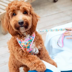 Portofino Pup Adjustable Neck Harness -Cocopup London 34 f45d2507 76c6 4dfe 9aa8 46cf76103114 1
