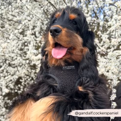 Teddy Baloo Adjustable Neck Harness, Lead & Collar Bundle -Cocopup London 35 95cb8891 ed9c 451f b679 f214ee3466da