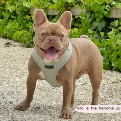 Sage Tweed Adjustable Neck Harness, Lead & Collar Bundle -Cocopup London 38 0cf9fd03 33ed 4537 904f 0a0f3b9b1882