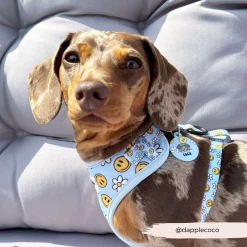 Personalised Dog Cartoon ID Tag - Smiley Pawty Tent -Cocopup London 38 891b3a3f 7dc3 4bcf ab72 1dc886b69d24