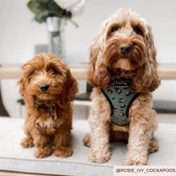 Khaki Leopard Adjustable Neck Harness, Lead & Collar Bundle -Cocopup London 3 1800x1800 562a4b70 9f62 4745 8c33 772dbeb879bd