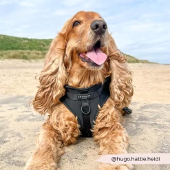 NAKD Adjustable Neck Harness, Lead, Collar & Poop Bag Holder Bundle - Liquorice -Cocopup London 3 2ac0f460 e362 4287 9eef efab81c5c0f9