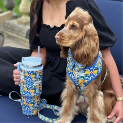 Amalfi Lemon Adjustable Neck Harness, Lead & Collar Bundle -Cocopup London 3 4d5b87da e6a3 476d 9087 32e1efb9cd89