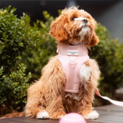 NAKD Adjustable Neck Harness - Candyfloss -Cocopup London 3 5c3bf89a 1e80 4850 85ac 7f1c87a3f1d8