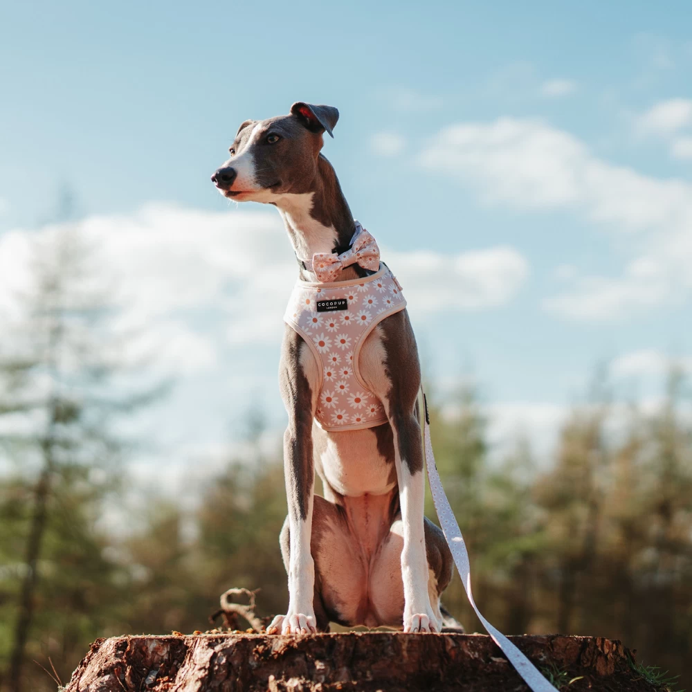 Daisy Chain Adjustable Neck Harness, Lead & Collar Bundle 11 Daisy Chain Adjustable Neck Harness, Lead & Collar Bundle - Image 9