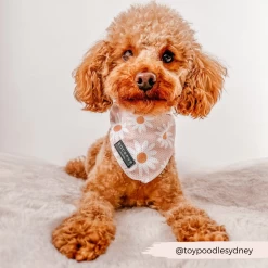 Daisy Chain Bandana -Cocopup London 3 7c827ca9 b952 4502 8ab3 5c32c7fa76b4