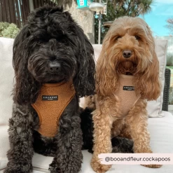 Teddy Adjustable Neck Harness - Paddington -Cocopup London 3 9a532b72 dfc4 47ee 8072 8fcaaf3039f3