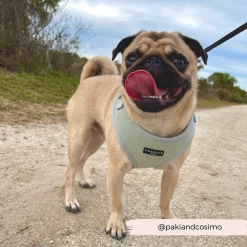 Sage Tweed Adjustable Neck Harness -Cocopup London 3 9bec064b b9c5 47aa a61e f7c4732ca9aa