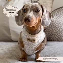 Luxe Garden Meadow Adjustable Neck Harness, Lead & Collar Bundle -Cocopup London 3 ab376dad 767f 4d0b 93c0 1c2f1e19cea2