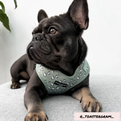 Sage Leopard Adjustable Neck Harness -Cocopup London 3 aba6a4dc 3a2c 4261 945b 1da0b5df29e4