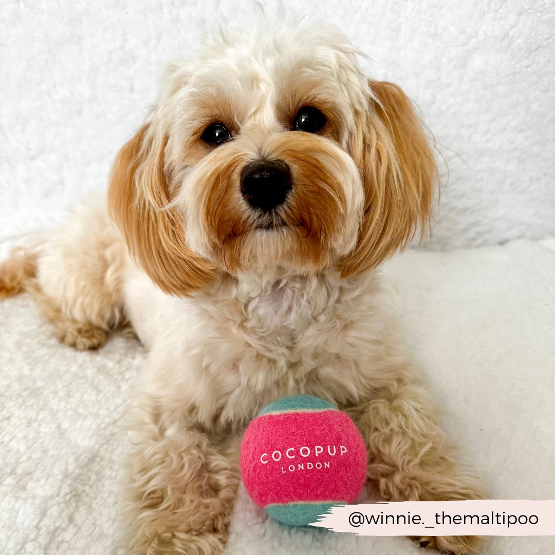 Tennis Ball - Pink & Blue 4 Tennis Ball - Pink & Blue - Image 2