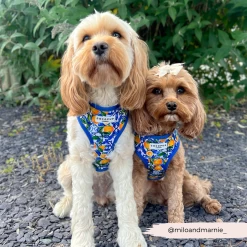 Amalfi Lemon Adjustable Neck Harness -Cocopup London 3 cef616ae 3db8 44ae aa7e febd55b9c2ea