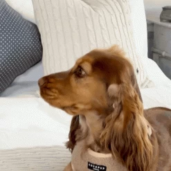 Teddy Rupert Bone Toy -Cocopup London 3 d9d46f2f 5f38 482a a98e ef6a1036e285