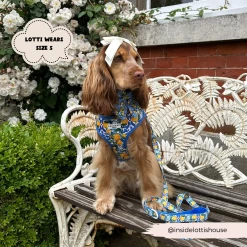 Amalfi Lemon Adjustable Neck Harness, Lead & Collar Bundle -Cocopup London 3 db96ca10 45d1 4399 b587 e51e5f5ba35c