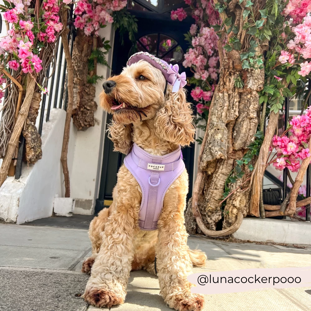 NAKD Adjustable Neck Harness, Lead, Collar & Poop Bag Holder Bundle - Parma Violets 22 NAKD Adjustable Neck Harness, Lead, Collar & Poop Bag Holder Bundle - Parma Violets - Image 20