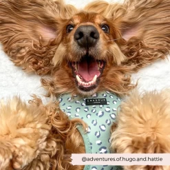 Sage Leopard Adjustable Neck Harness -Cocopup London 3 e26b8e65 d086 4295 ac62 3f4b81147657