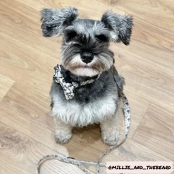 Ivory Tort Lead -Cocopup London 3 f1442ed1 8dfa 4cbf 9c19 c27ec200f633