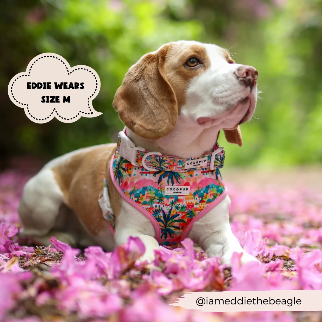 Portofino Pup Collar 5 Portofino Pup Collar - Image 3