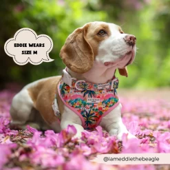 Portofino Pup Adjustable Neck Harness, Lead & Collar Bundle -Cocopup London 3 fd117e0d e9e1 4457 9492 5ac531300f77