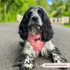 Summer Bloom Adjustable Neck Harness -Cocopup London 40 db6a6f23 d592 4f37 ae86 c08130429b36