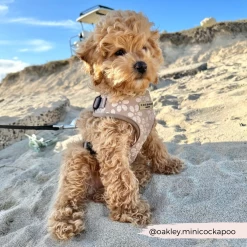 Luxe Adjustable Neck Harness - Mocha Flower -Cocopup London 42 11de17fa c22b 4813 944e 614e8fb70fbb