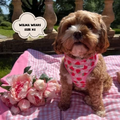 Pupberry Fields Adjustable Neck Harness, Lead & Collar Bundle 31 Pupberry Fields Adjustable Neck Harness, Lead & Collar Bundle -Cocopup London 446 7b15daec 69de 41c9 b84d b49b2e037de9