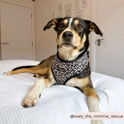 Black Leopard Adjustable Neck Harness, Lead & Collar Bundle -Cocopup London 44 88942d45 c6ff 4032 b9fe d8bd12362567