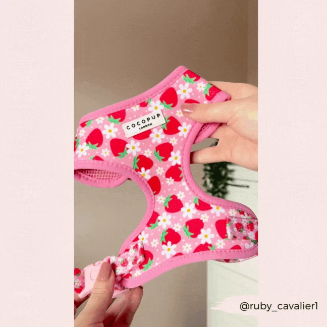 Pupberry Fields Adjustable Neck Harness, Lead & Collar Bundle 10 Pupberry Fields Adjustable Neck Harness, Lead & Collar Bundle - Image 8