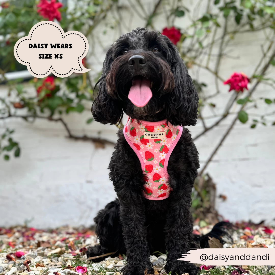 Pupberry Fields Adjustable Neck Harness, Lead & Collar Bundle 17 Pupberry Fields Adjustable Neck Harness, Lead & Collar Bundle - Image 15