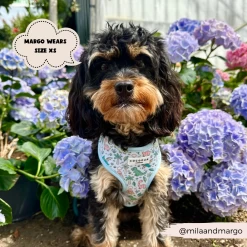 Dinopaws Adjustable Neck Harness, Lead & Collar Bundle -Cocopup London 466 07028520 a22d 4a7c 8cea 92688d0f1acb