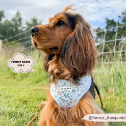 Dinopaws Adjustable Neck Harness, Lead & Collar Bundle -Cocopup London 467 0f3fa024 8d3f 4cd6 b70a 959808b12317