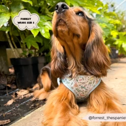 Dinopaws Adjustable Neck Harness, Lead & Collar Bundle -Cocopup London 468 ee666585 fb81 40ca 94c0 eec04d6415e4