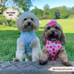 Dinopaws Adjustable Neck Harness -Cocopup London 476