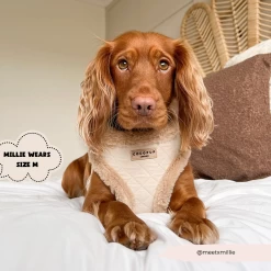 Quilted Adjustable Neck Harness, Lead & Collar Bundle -Cocopup London 48