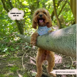 Dinopaws Adjustable Neck Harness, Lead & Collar Bundle -Cocopup London 481 79ad3647 88db 4330 948e 532002c234dc