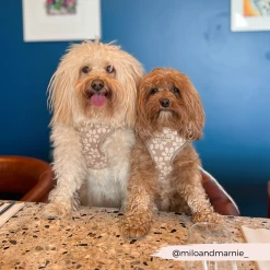 Luxe Mocha Flower Adjustable Neck Harness, Lead & Collar Bundle -Cocopup London 49 72c67d38 900c 49c2 b3c1 ce1ca13ed5d0