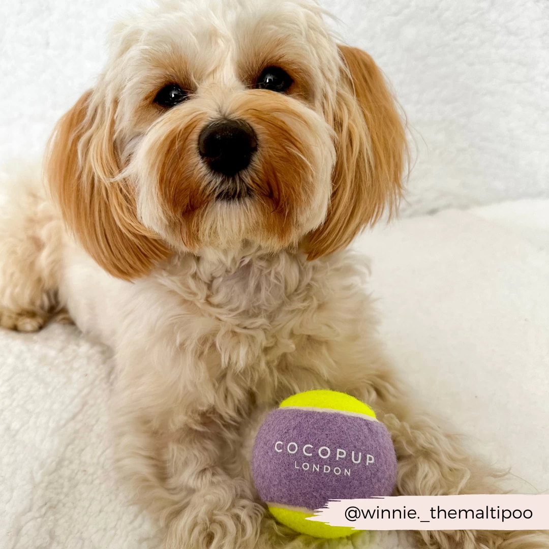 Tennis Ball - Lilac & Yellow 4 Tennis Ball - Lilac & Yellow - Image 2