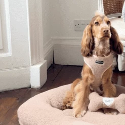 Teddy Rupert Bone Toy -Cocopup London 4 1dfd914f 9b0b 4840 9bc7 85f758343012