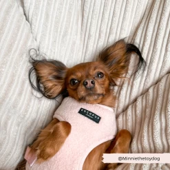 Teddy Adjustable Neck Harness - Love-a-Lot 36 Teddy Adjustable Neck Harness - Love-a-Lot -Cocopup London 4 2b200a59 2743 4b6c 976e c58535cff602