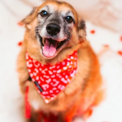 Red & Pink Leopard Bandana 10 Red & Pink Leopard Bandana -Cocopup London 4 38c9a988 445f 40fa 84c4 5518a10303a4