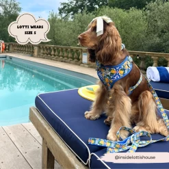 Amalfi Lemon Adjustable Neck Harness, Lead & Collar Bundle -Cocopup London 4 5685d6b1 eecd 4289 975d eae94f0268e6