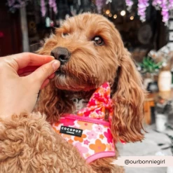 Summer Bloom Sailor Bow Tie -Cocopup London 4 6735dd54 368a 45da 982d 98f270ee8233