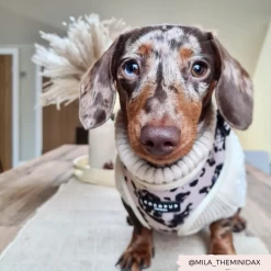 Ivory Tort Adjustable Neck Harness -Cocopup London 4 721d4d5b 9889 4c84 a1cd 139dfa783a7f