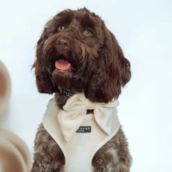 Luxe Velvet Sailor Bow Tie - Champagne -Cocopup London 4 93130a26 0120 4b7c ab0b f7f889bc5c7a