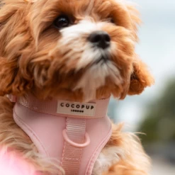 NAKD Adjustable Neck Harness - Candyfloss -Cocopup London 4 ac340150 61ed 41ef 9030 999ed49927ba