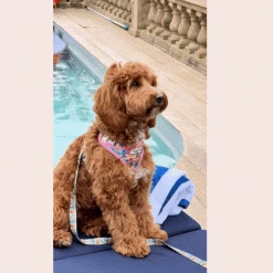 Portofino Pup Lead 9 Portofino Pup Lead -Cocopup London 4 b9d5c41c b5e0 4f9a 876a 180bab2d786e