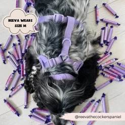 NAKD Adjustable Neck Harness, Lead, Collar & Poop Bag Holder Bundle - Parma Violets 36 NAKD Adjustable Neck Harness, Lead, Collar & Poop Bag Holder Bundle - Parma Violets -Cocopup London 4 c105c0cb c20a 4287 952c e07736b66899