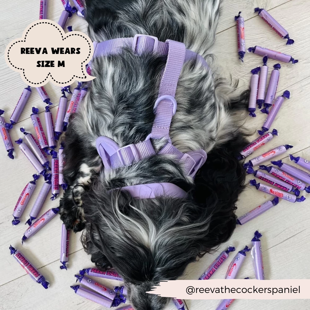 NAKD Adjustable Neck Harness, Lead, Collar & Poop Bag Holder Bundle - Parma Violets 17 NAKD Adjustable Neck Harness, Lead, Collar & Poop Bag Holder Bundle - Parma Violets - Image 15