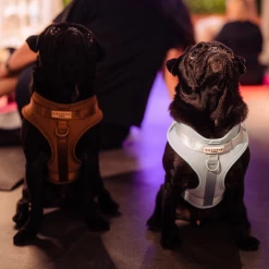 NAKD Adjustable Neck Harness - Brownie -Cocopup London 4 ccbaf071 3615 42f0 bf0b 2a15e7a63b45