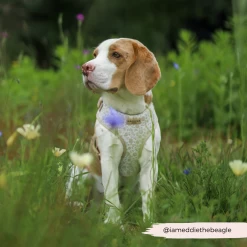 Luxe Garden Meadow Adjustable Neck Harness, Lead & Collar Bundle -Cocopup London 4 d4fc8049 0a76 49ad a942 8eda22939561
